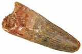 Fossil Spinosaurus Tooth - Robust Tooth #372895-1